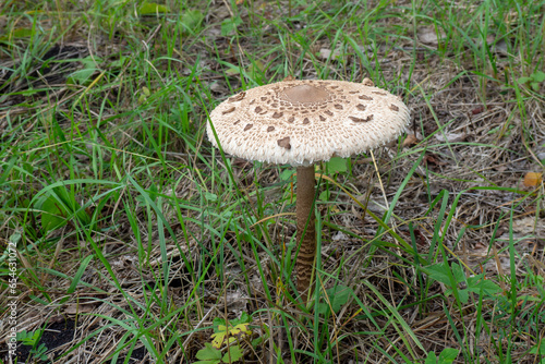 Edible mushroom, parasol mushroom close-up. Macrolepiota procera.