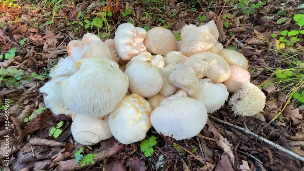 Lion's Mane mushroom on oak tree in the autumn forest. ( Hericium erinaceus ) Lion's Mane mushroom on oak tree in the autumn forest. ( Hericium erinaceus )