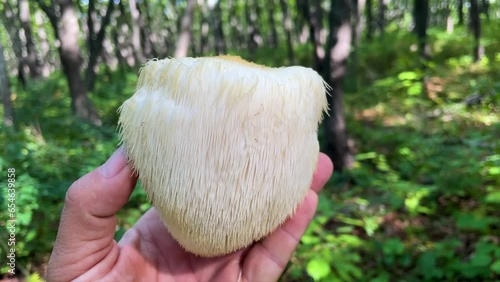 Lion's Mane mushroom on the hand in the autumn forest	
 photo