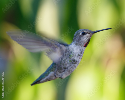 Anna's Hummingbird Hovering while looking at the camera.