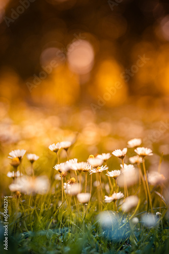 Early evening sunlight. Majestic nature daisy flowers. Golden soft green sunset colors white blossoms stunning defocused panoramic lush foliage landscape. Enchanting autumn forest closeup meadow flora © icemanphotos