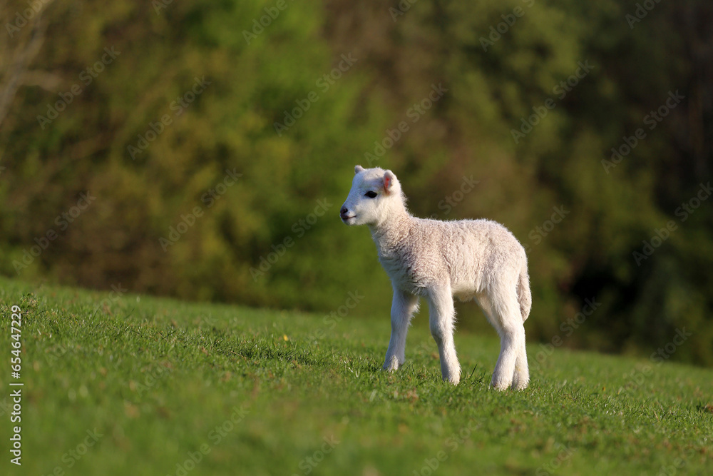 Obraz premium Cute white little lamb walking alone in the meadow.