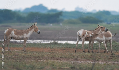 Gujarat's Little Rann of Kutch (LRK) is the only abode for the Indian wild ass, locally called Gudhkhur photo