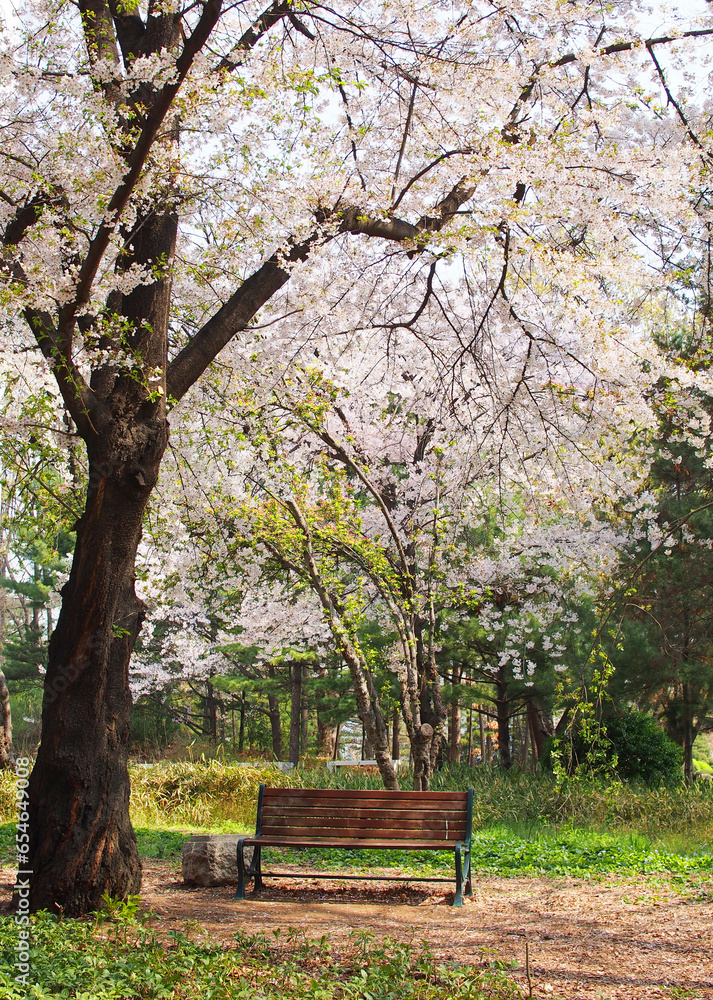 Landscape of Cherry blossom in the garden Landscape of Cherry blossom in the garden