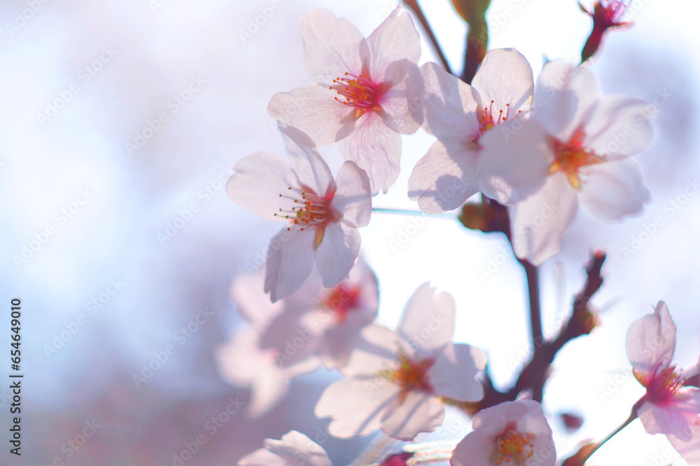 Obraz premium Cherry blossom in soft focus