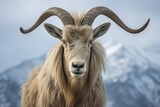 Generative AI : Close-up portrait of Markhor, Capra falconeri, wild goat native to Central Asia, Karakoram and the Himalayas. Males have tightly curled, corkscrew-like horns, up to 160 cm long