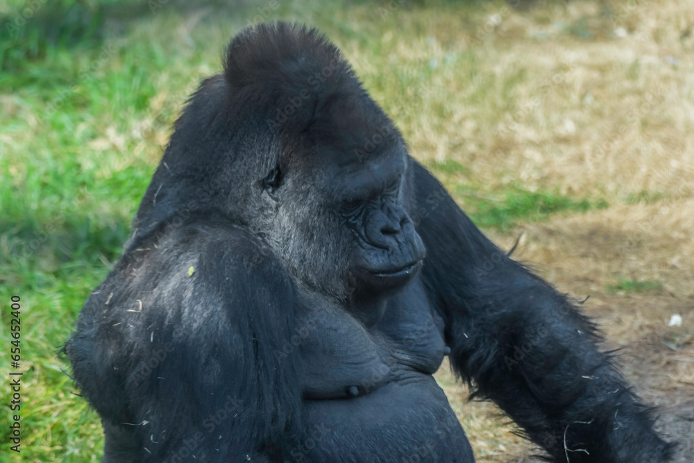 An isolated and lonely silverback gorilla