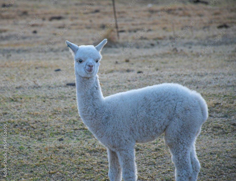 Obraz premium Alpaca farm animal with wool in Clarens South Africa