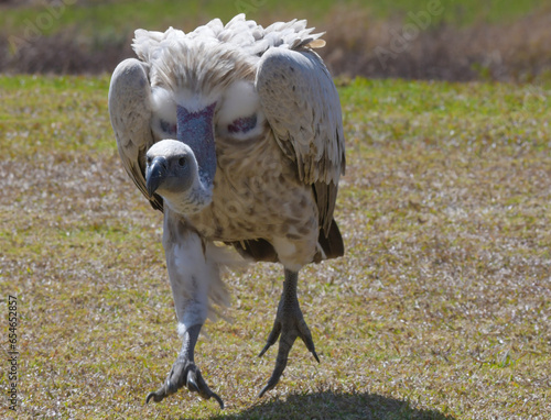 Cape Griffon vulture in Drakensberg South Africa photo