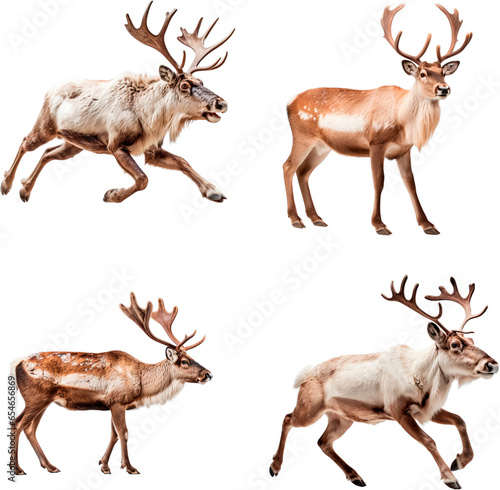 Reindeer (Charging, Standing, Walking, Running)