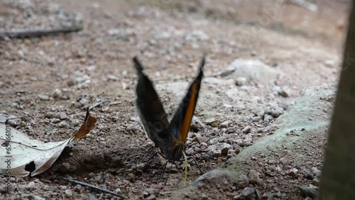 mariposas de la selva peruana photo