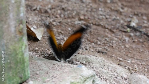 mariposas de la selva peruana photo