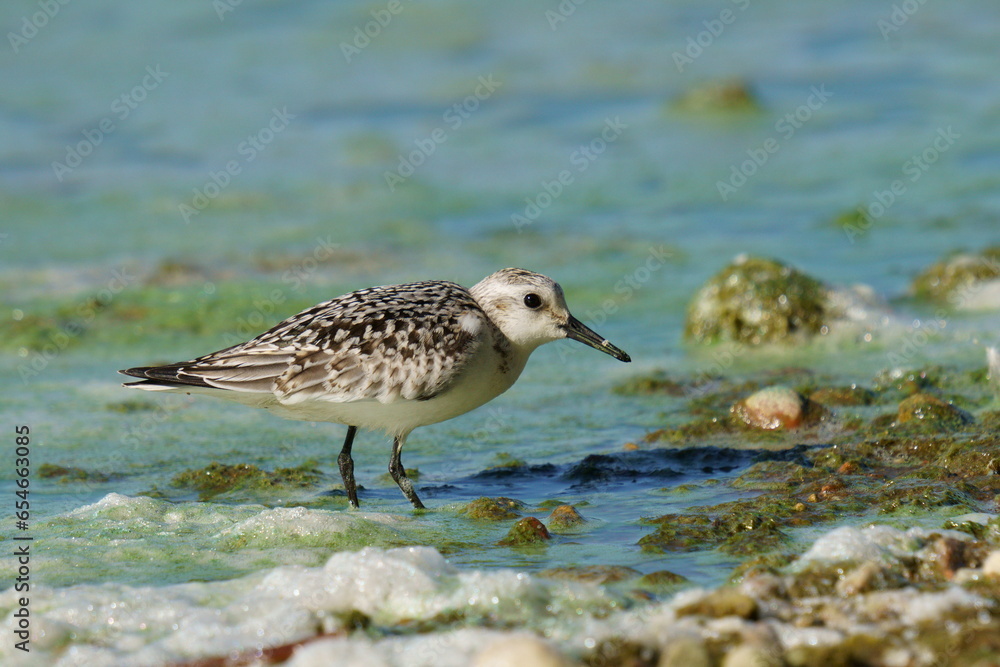 A small white bird runs in search of food along the seashore against the backdrop of foam and beautiful water. The sanderling (Calidris alba) is a small wading bird. A small white bird runs in search of food along the seashore against the backdrop of foam and beautiful water. The sanderling (Calidris alba) is a small wading bird.