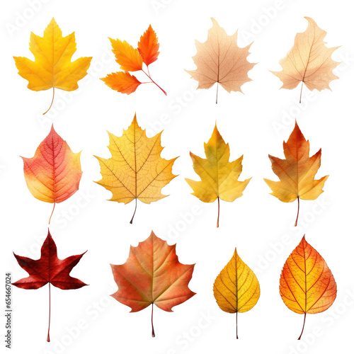 Collection of autumn leaves on transparent background