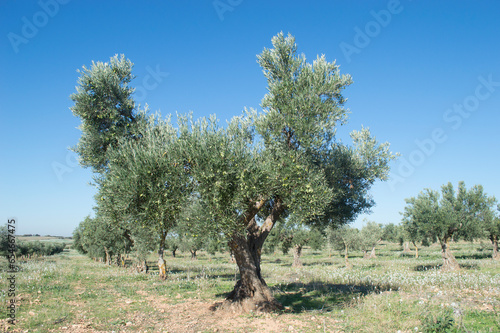 Agricultura, olivar