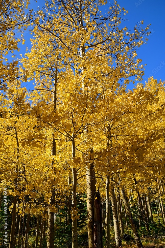 Fototapeta premium a stand of changing aspen leaves on a sunny fall day on the guanella pass road near georgetown in the rocky mountains of colorado