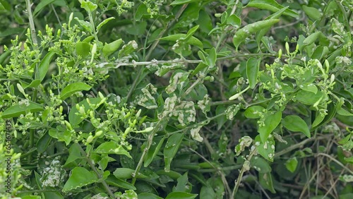 Macro view of a viral fungal mite disease in the jasmine flower plant crop photo