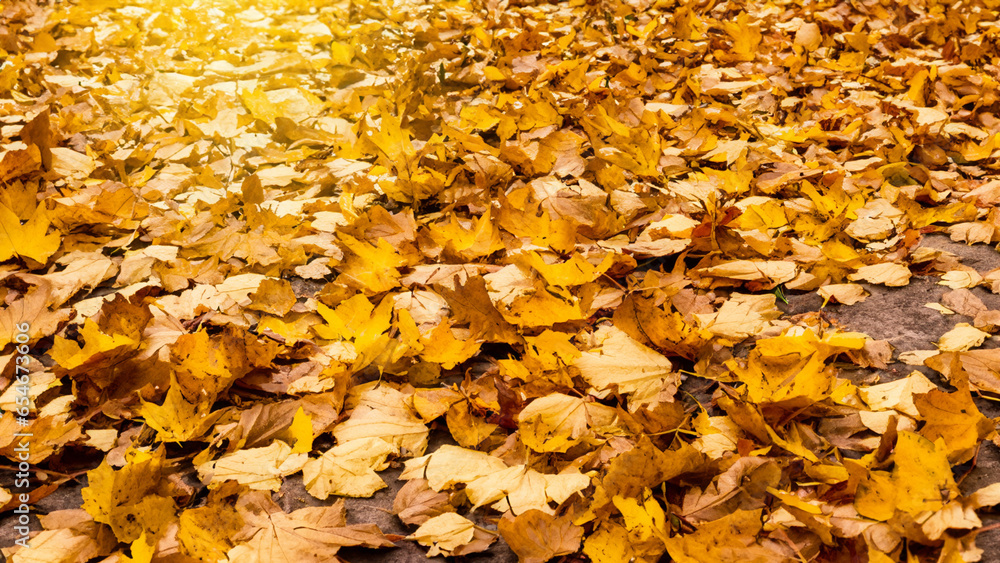 Burnt yellow leaves cover the ground. Burnt yellow leaves cover the ground.