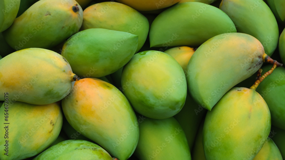 Green mango fruits forming the background. Green mango fruits forming the background.
