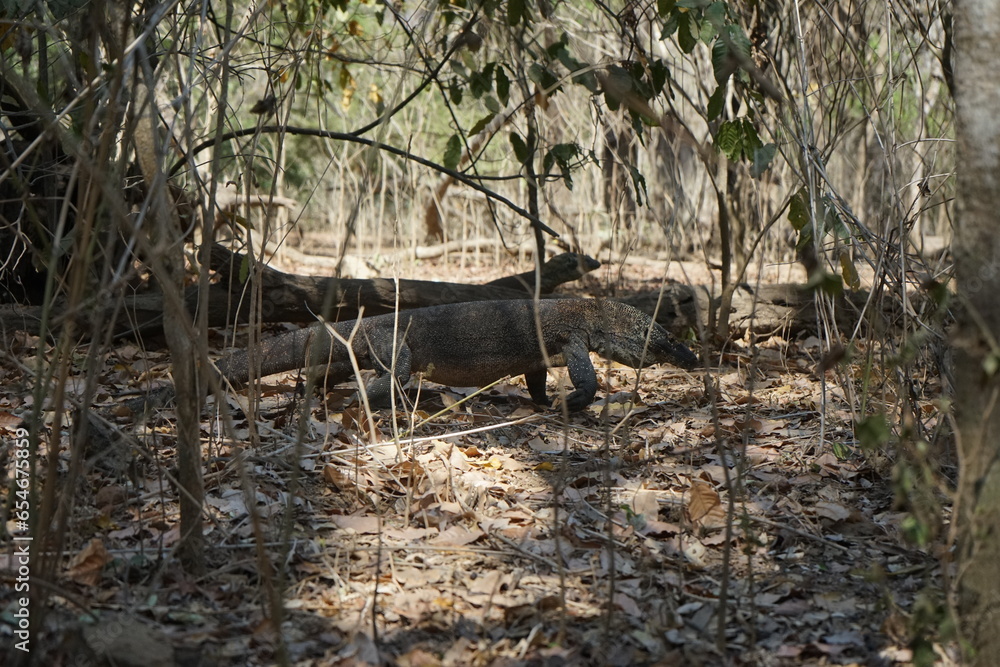 Obraz premium portrait of komodo dragon strolling over the jungle floor in komodo national park, flores, indonesia