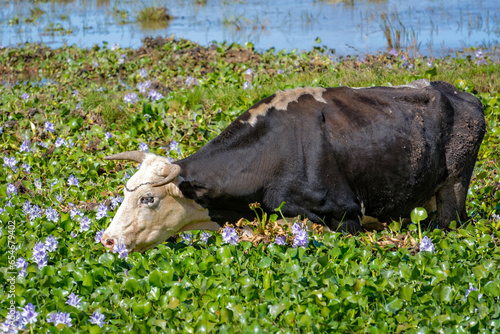 Vache se nourrissant de hyacinthes d'eau dans une zone humide à Madagascar photo