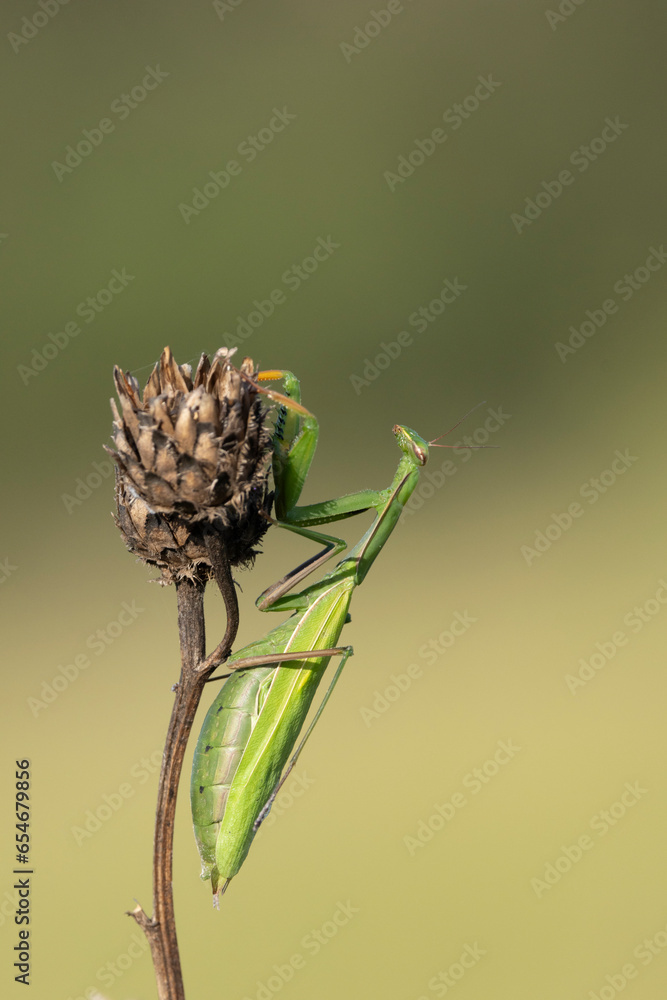 Europäische Gottesanbeterin (Mantis religiosa) Europäische Gottesanbeterin (Mantis religiosa)