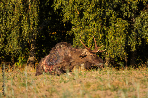 Fototapeta Naklejka Na Ścianę i Meble -  Wounded moose