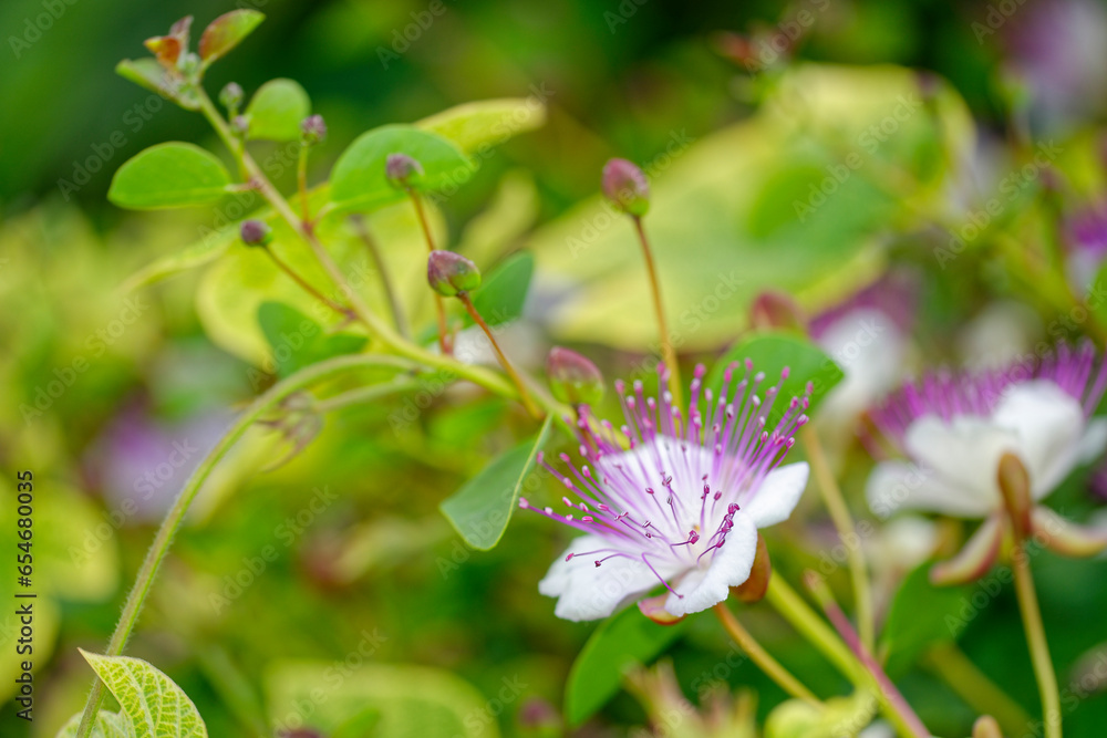Flzurs et les fruits d'un câprier Stock Photo | Adobe Stock