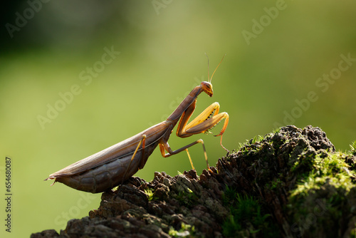 Europäische Gottesanbeterin (Mantis religiosa) photo