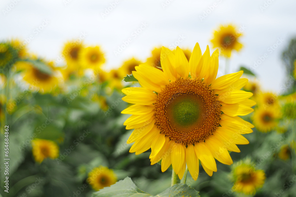 A landscape Sunflower field near the mountains