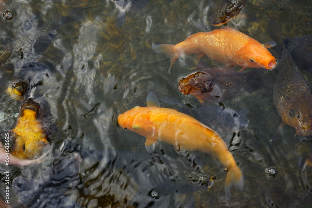 koi carp fish asian underwater portrait koi carp fish asian underwater portrait