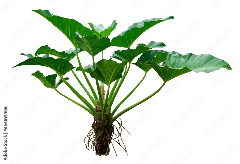 Collocasia plant isolated on white background. PNG File.