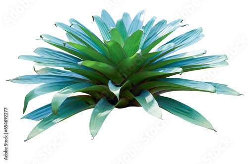 Fotografija Bromeliad alcantarea isolated on white background. PNG File.