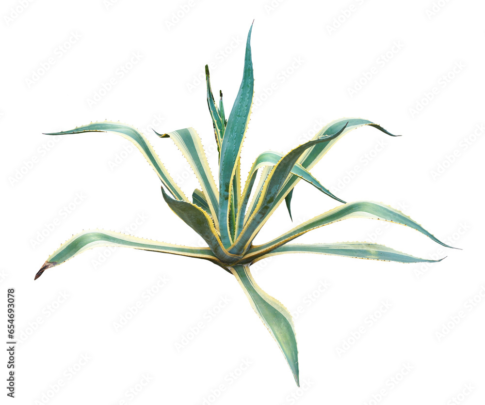 Agave plant isolated on white background. PNG File. Agave plant isolated on white background. PNG File.