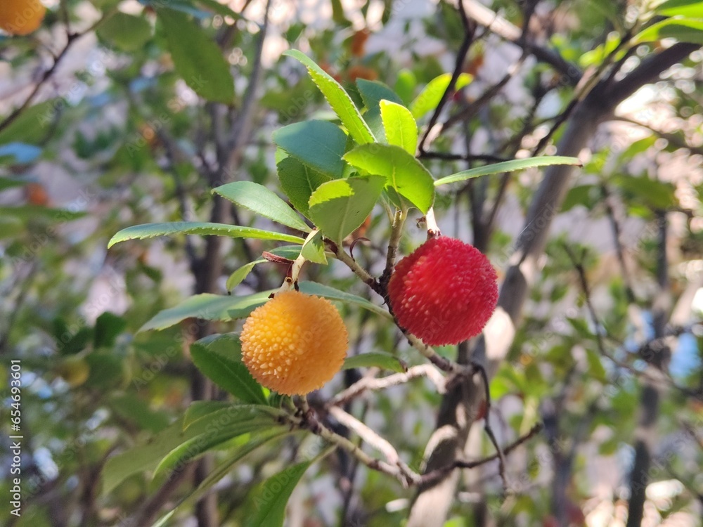 Obraz premium strawberry tree