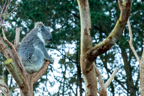 Fototapeta Naklejka Na Ścianę i Meble -  Australian Southern Koala in Kangaroo Island, Australia