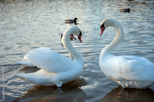 Two white swans couple in love. Swans in water