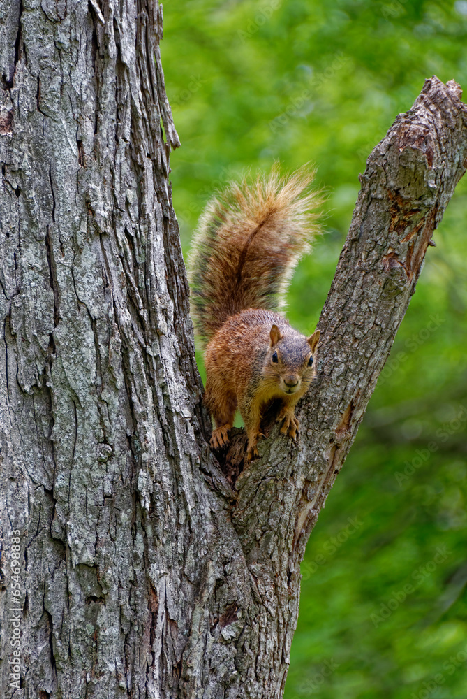 Obraz premium A Texan Fox Squirrel with it tail raised, on a fork in the branches of a Pecan Tree in a backyard of a property near Richmond.
