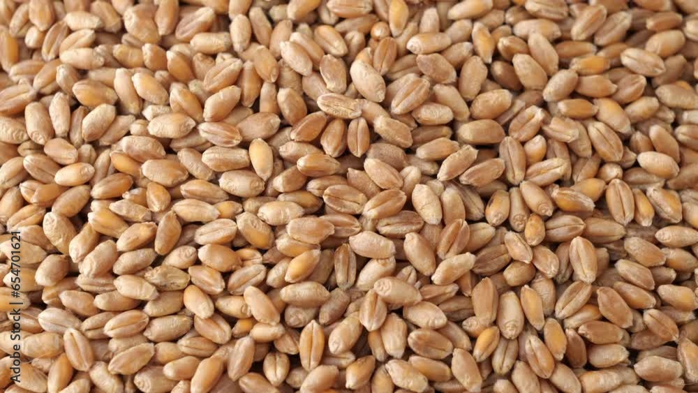 Grains of wheat.Rotate.Close up. Grains of wheat.Rotate.Close up.