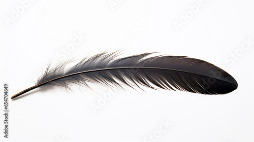 raven feather on a white background photo