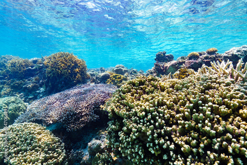 沖縄 珊瑚の風景３