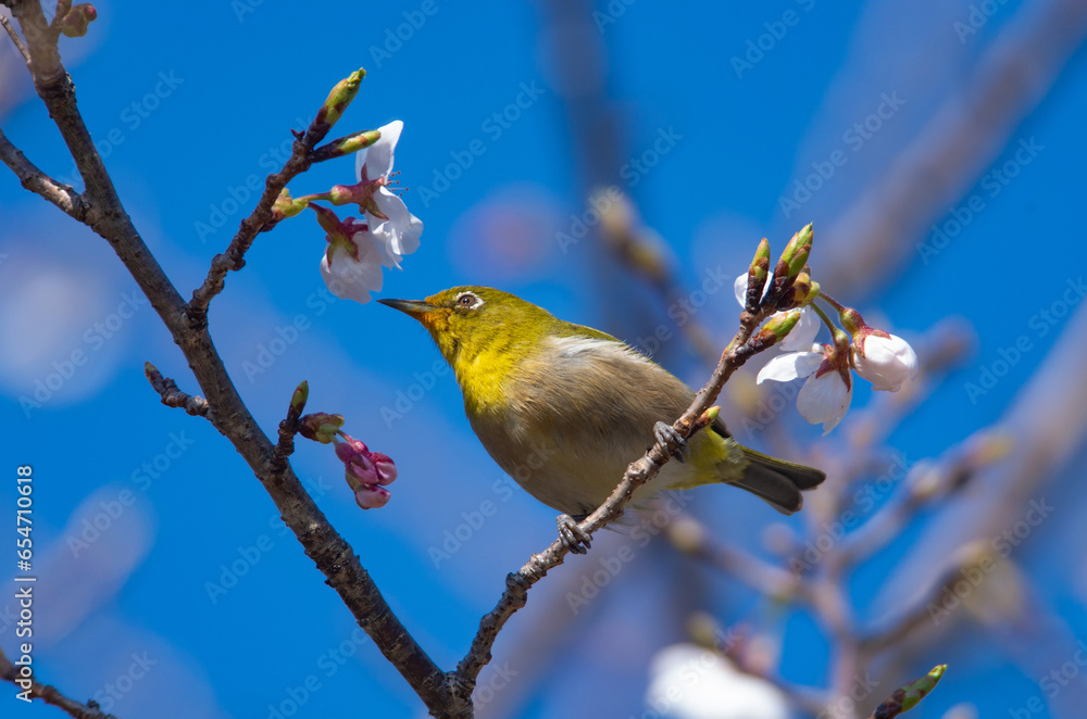 Φωτογραφία 春、開花した桜の花の蜜を吸いに来る野鳥のメジロの緑色が美しい