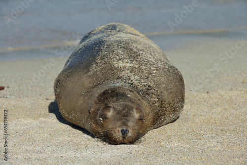 Dicker Seelöwe liegt am Sandstrand und schläft