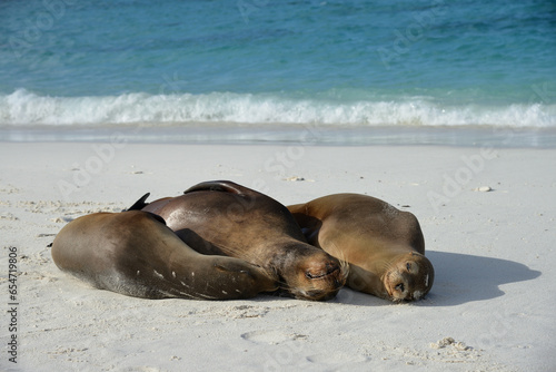 Seelöwen liegen am Sandstrand mit Meer im Hintergrund