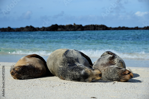 Seelöwengruppe am Sandstrand mit blauem Meer im Hintergrund