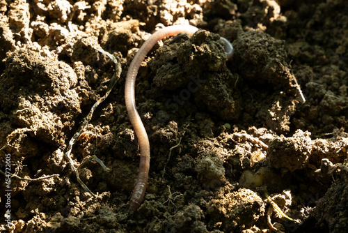 regenwurm wurm natur sand photo