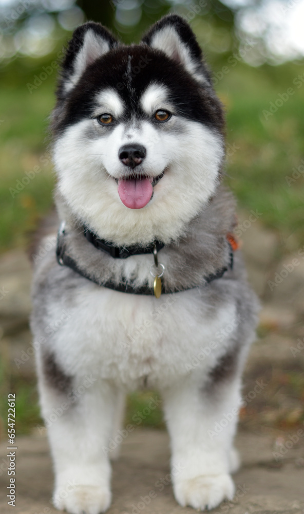 Adorable Pomsky Puppy smiling with tongue out - Pomeranian and Miniature Siberian Husky Mix, Designer Dog Breed