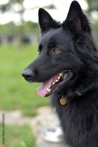 A portrait of a majestic black German Shepherd dog with light brown eyes, smiling with tong and teeth out photo