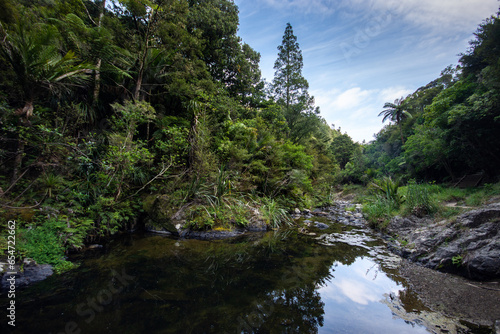 River in the Forest