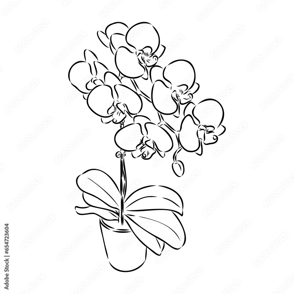 Beautiful monochrome vector orchid branches with flowers orchid, vector sketch